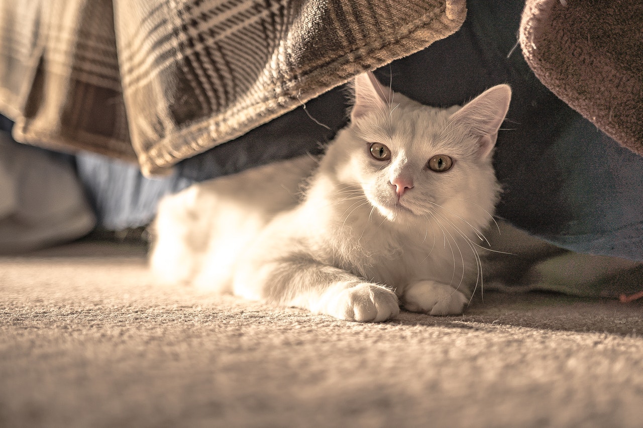 Kot może się zarazić FIV poprzez kontakt z płynami ustrojowymi zarażonego kota - np. śliną, krwią czy osoczem.
